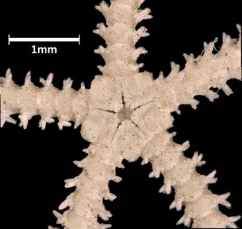 Media type: image;   Invertebrate Zoology OPH-1095 Aspect: ventral-detail